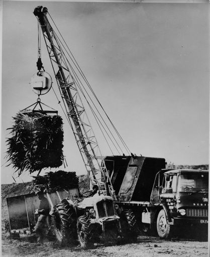 Loading Bales of Flax Leaves