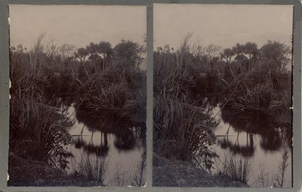Otaura Stream near Maira Lake, Shannon, 1901