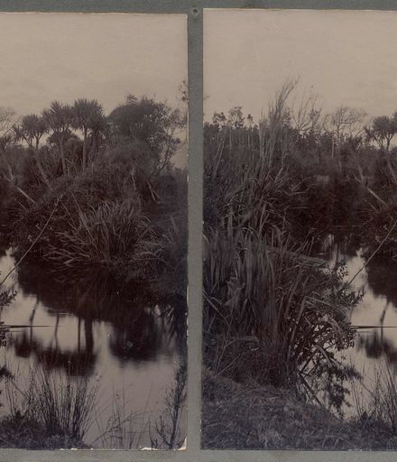 Otaura Stream near Maira Lake, Shannon, 1901