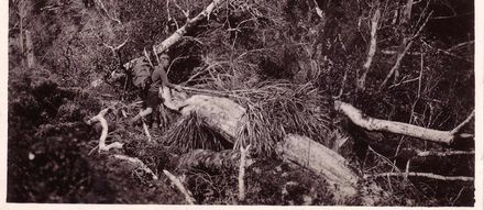 Laurie Jackson clearing bush track, October 1936