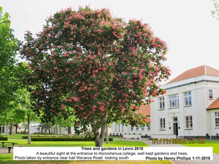 HJP 0203  A beautiful sight at the entrance to Horowhenua college, well kept gardens and trees. - Resource cover image