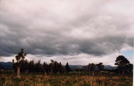 Trees Near Lake Horowhenua