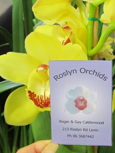 The Levin Orchid society show August 2012 0290