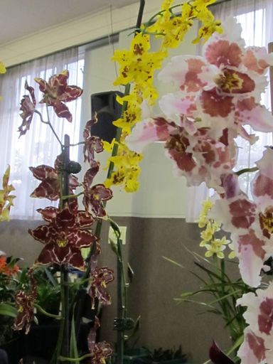 The Levin Orchid society show August 2012 0297