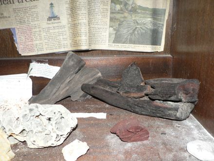 fossils wood - Resource cover image