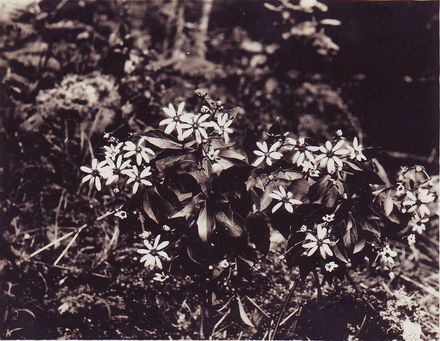 Photo of flowering plant