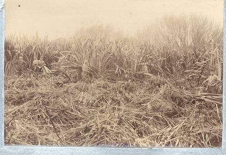 Moutoa swamp and Flaxcutters