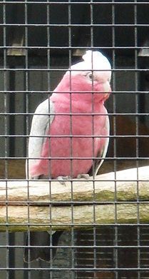 Australian Galah - Resource cover image