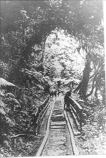 Tramline through the bush