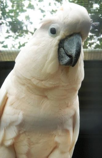 Moluccan Cocktoo - Resource cover image