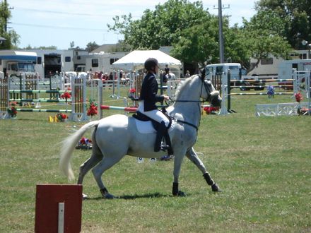 Horse and rider competing in the arena - Resource cover image