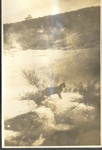 Cat at thermal area Rotorua