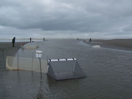 Waikawa WhiteBaiters