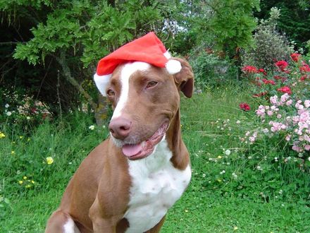 Coco as Santa - Resource cover image