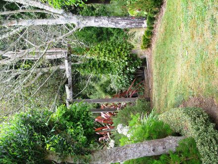 Garden 3 Path down from lawn to gully - Resource cover image