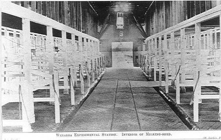 Milking-shed, Weraroa Experimental Station