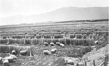 Bleaching Flax, 'Miranui' Mill
