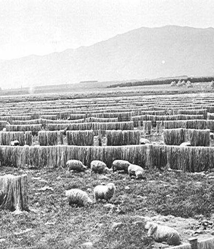 Bleaching Flax, 'Miranui' Mill