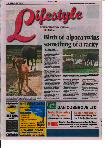 Birth of alpaca twins