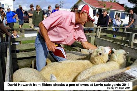 David Howarth of Elders checks a pen of ewes at Levin sale yards 28-5-2015 - Resource cover image