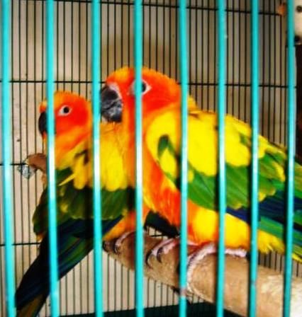 Sun Conures - Resource cover image