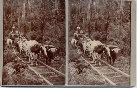 Osborne's Bullock Team hauling logs along bush tramway, Shannon, 1902