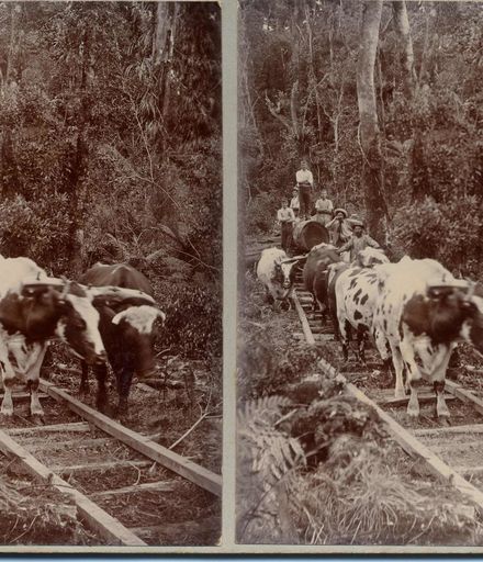 Osborne's Bullock Team hauling logs along bush tramway, Shannon, 1902