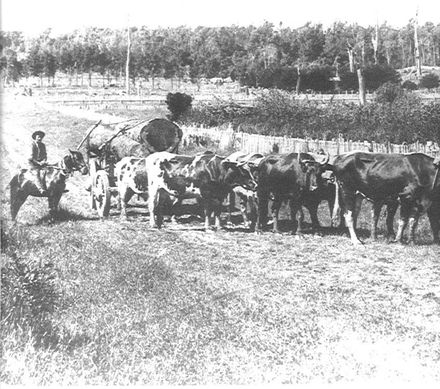 Bullock team and logs, The Avenue, Levin, c.1890