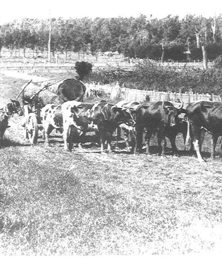 Bullock team and logs, The Avenue, Levin, c.1890