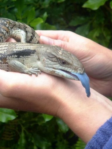 Blue Tounge Lizard