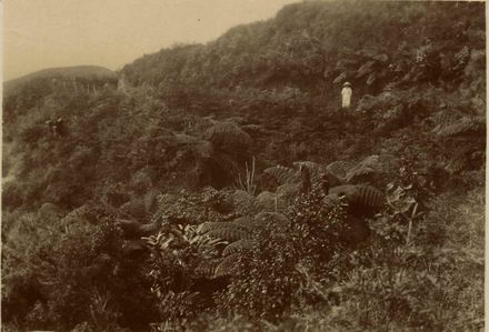 Heights Road, Shannon