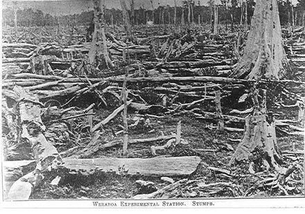 Stumps, Weraroa Experimental Station