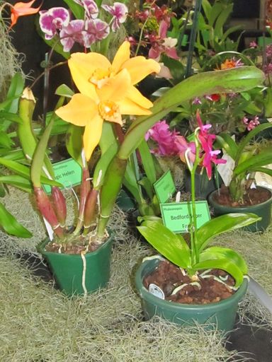 The Levin Orchid society show August 2012 0283