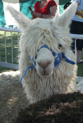 Alpaca peering through hair - Resource cover image
