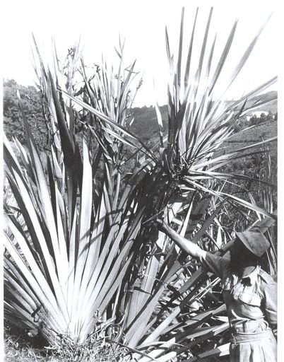 Man holding a flax plant