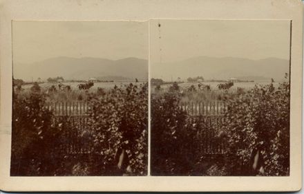 Shannon Recreation Ground (Domain), Mr Edward Law haymaking with horse team, 1903