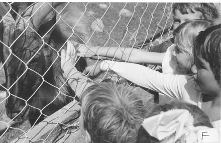 Children trying to touch large goat ? - Resource cover image