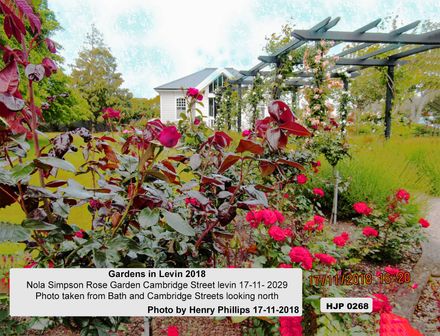 HJP0168  Nola Simpson Rose Garden Cambridge Street levin 17-11- 2018