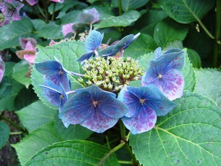 blue hydrangea at Garden 7
