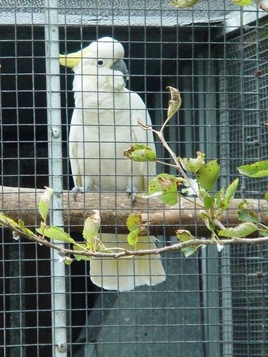 Cockatoo - Resource cover image