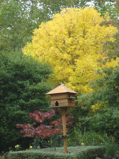 Dovecote and yellow tree at Garden 7