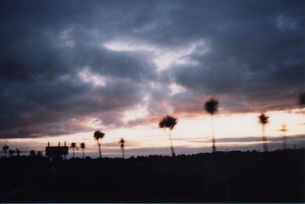 Cabbage Trees Beside Highway