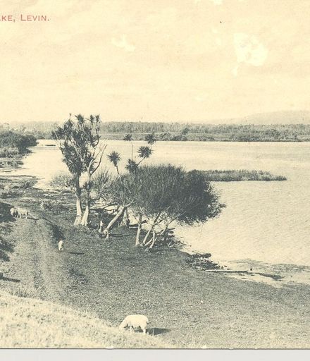 Postcard of Western Shore, Lake Horowhenua