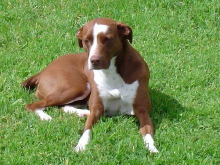 Successful animal rehomes - Resource cover image