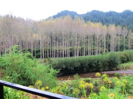 Garden 7s Poplars across Makahika Stream - Resource cover image
