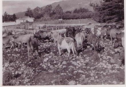 Gimblett farm, 1926