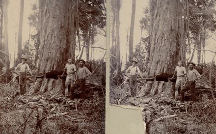 Osborne & Taylor (with unidentified man) felling giant tree (totara or rimu), Shannon, 1902