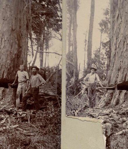 Osborne & Taylor (with unidentified man) felling giant tree (totara or rimu), Shannon, 1902