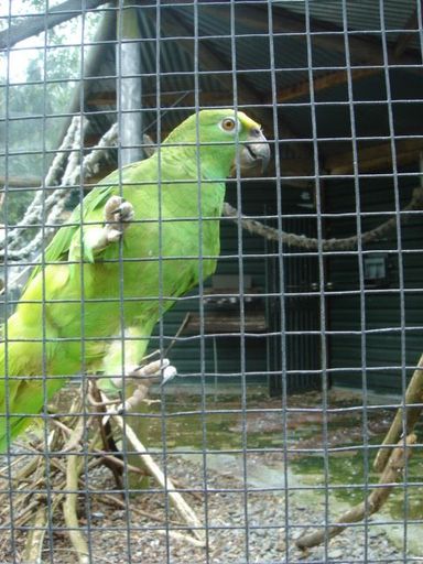 Amazon Parrot