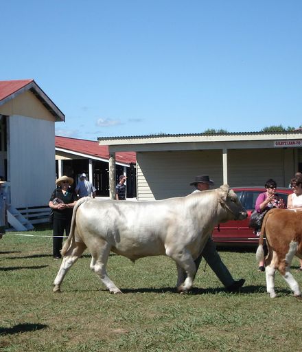 Murray Grey bull from Yorkvale
